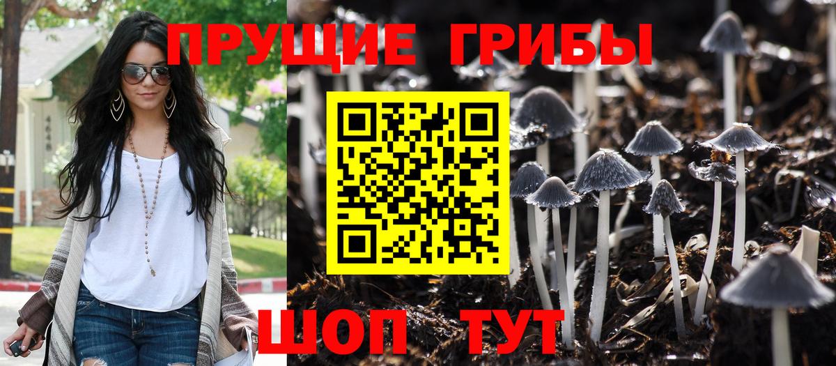 Псилоцибиновые грибы Psilocybe Ливны